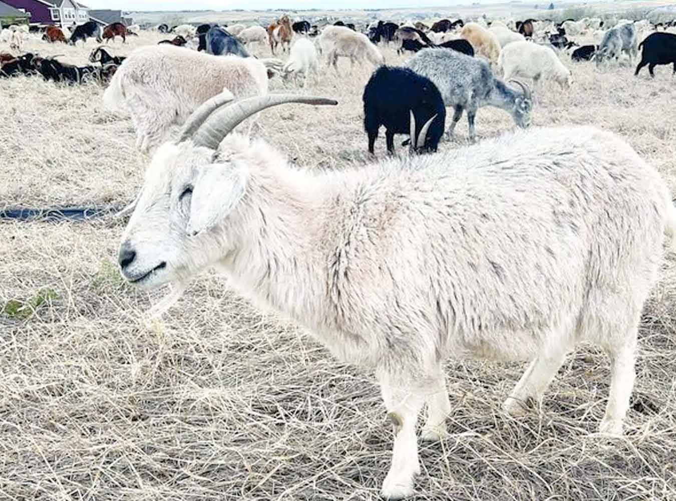 Goat-Green-goats-munch-to-lower-fire-risk-in-Elbert-County