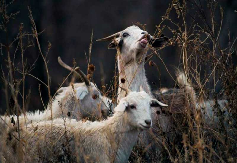 classes-invasive-plant-control-and-faq Goatapelli classes invasive plant control and faq