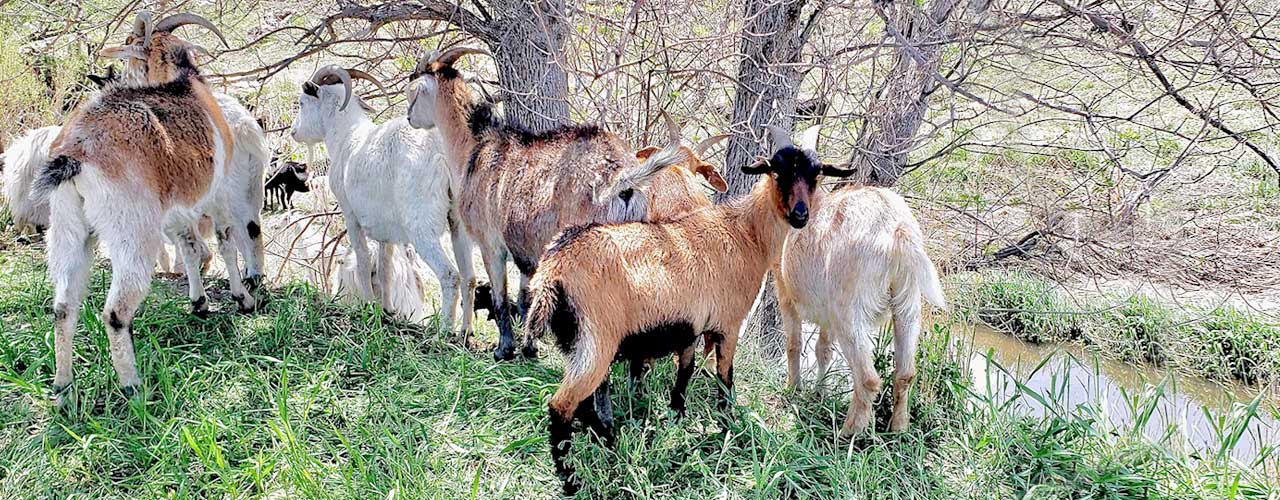 grazing-for-wildfire-prevention-requires-skilled-herders Grazing for wildfire prevention requires skilled herders Goatapelli training