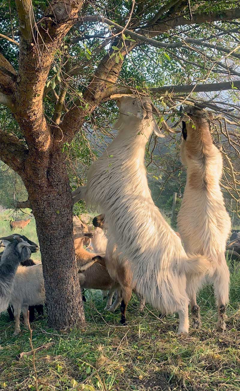 home-goat-grazing-wildfire-prevention-goatapelli-1 Targeted goat grazing for wildfire prevention