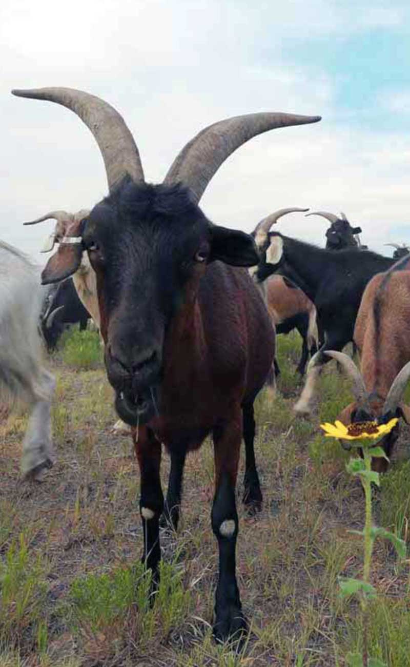 home-goat-grazing-wildfire-prevention-goatapelli Targeted goat grazing for wildfire prevention