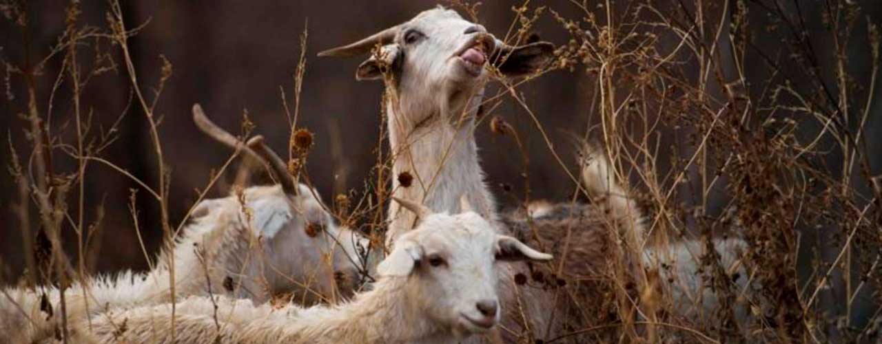 cost comparison goats vs chemicals