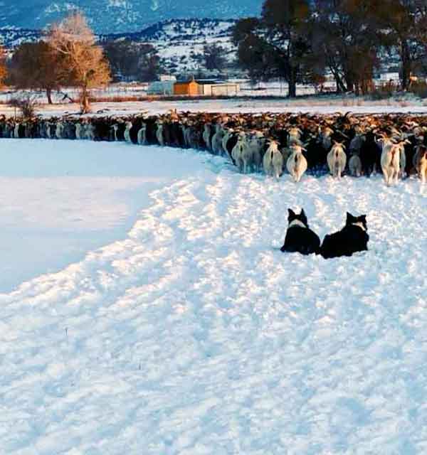 intro-to-goat-grazing-regenerative-land-management intro to goat grazing and regenerative land management