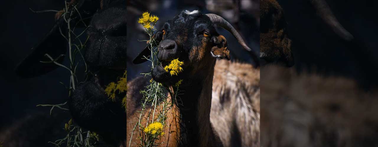 noxious weed list state of colorado