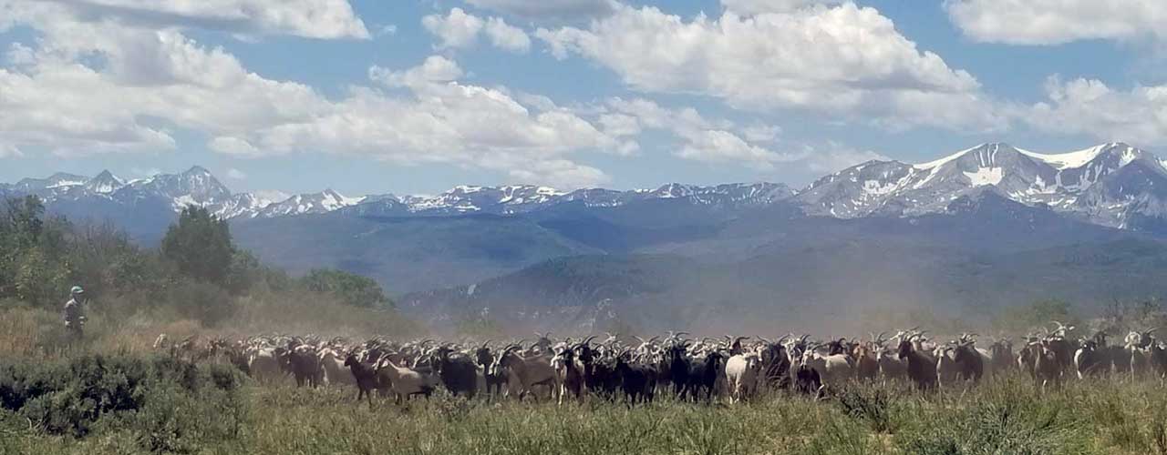 systematic goat grazing goatapelli foundation