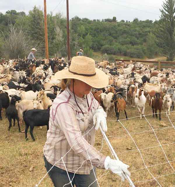 trainings-online-learning-goatapelli goatapelli trainings online learning