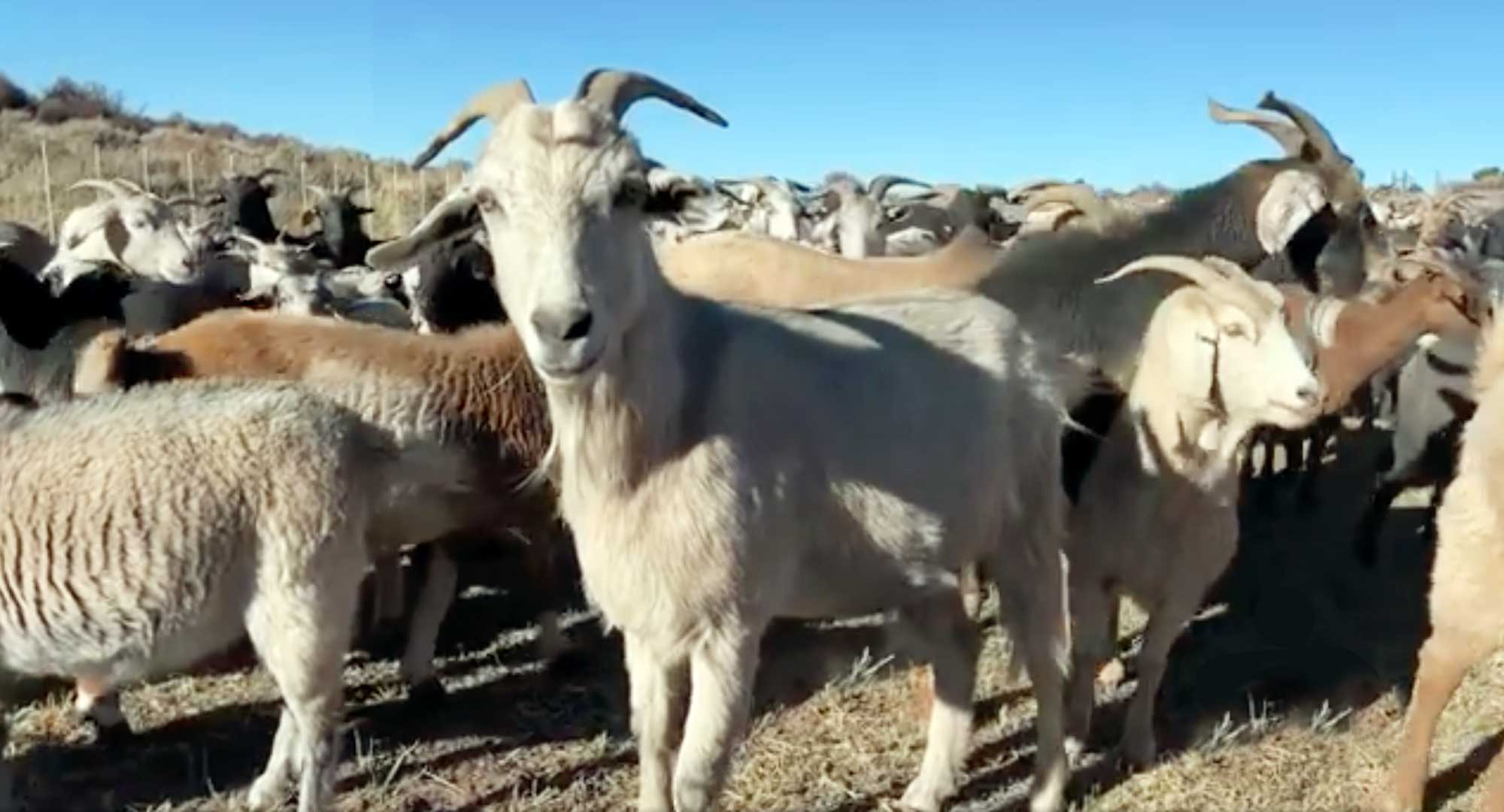 ways to support goatapelli foundation