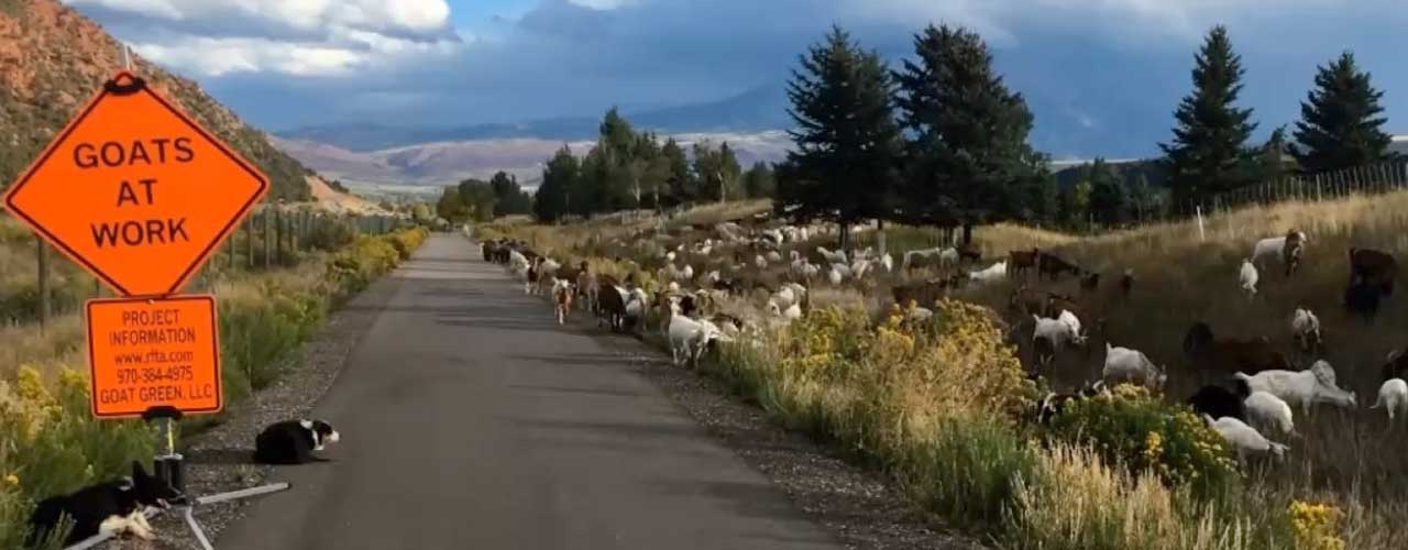 why grazing skills matter for fire mitigation goatapelli foundation