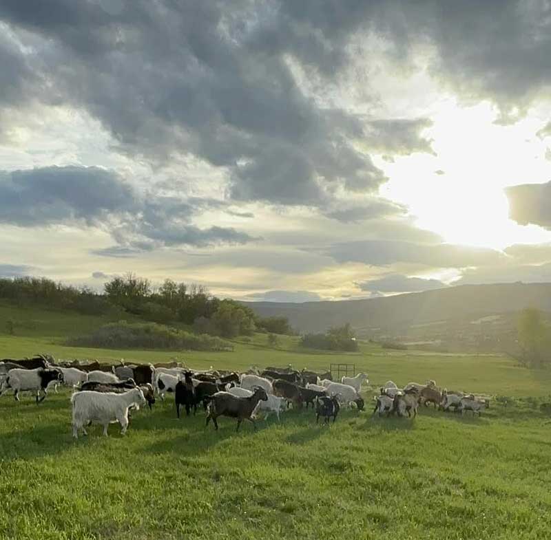 your-impact-matters-goatapelli-herd-management about us goatapelli foundation systematic goat grazing training