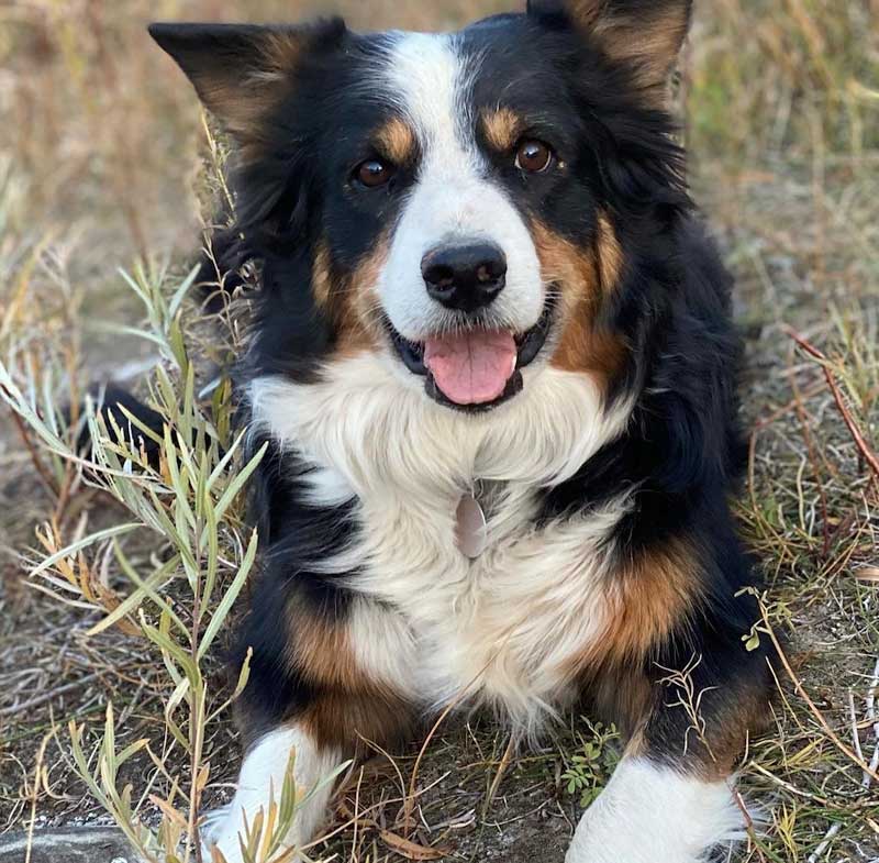 your-impact-matters-goatapelli-herding-dog-training about us goatapelli foundation herding dog training